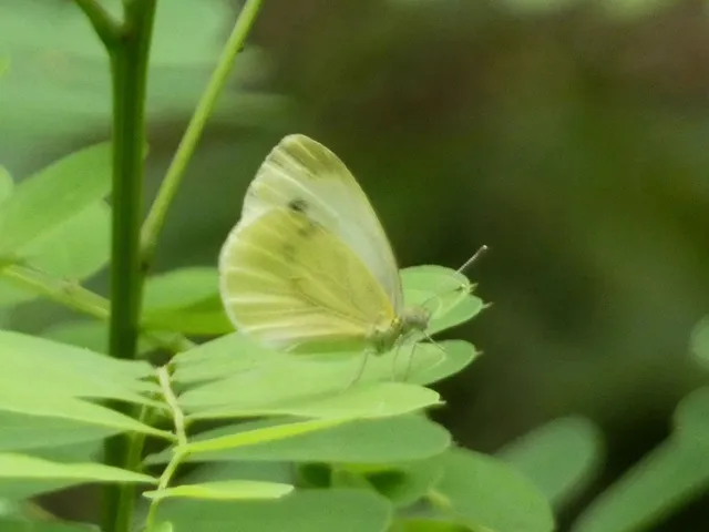 Pieris napi - repcelepke