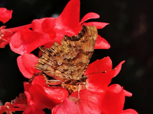 Nymphalis c-album - C-betűs lepke