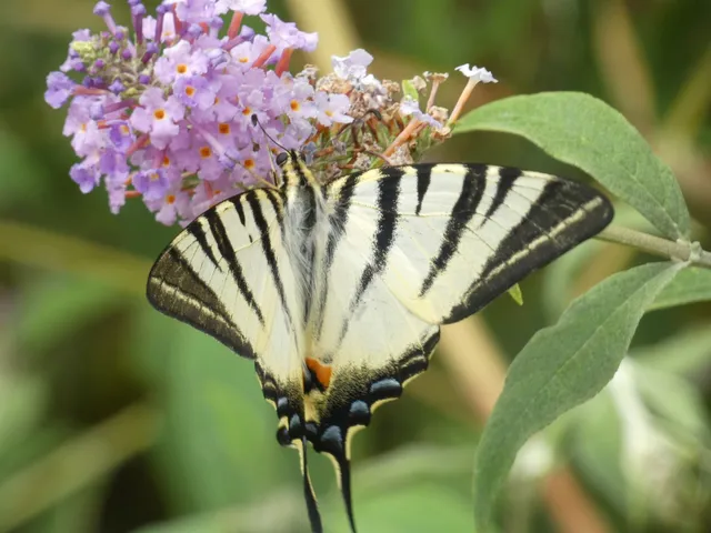 Iphiclides podalirius - kardoslepke