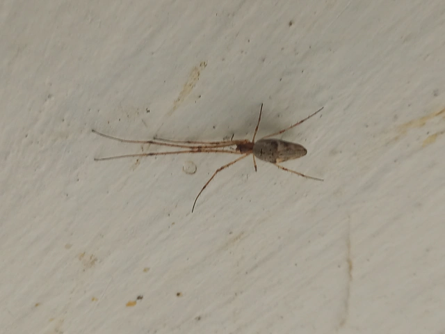 Tetragnatha obtusa