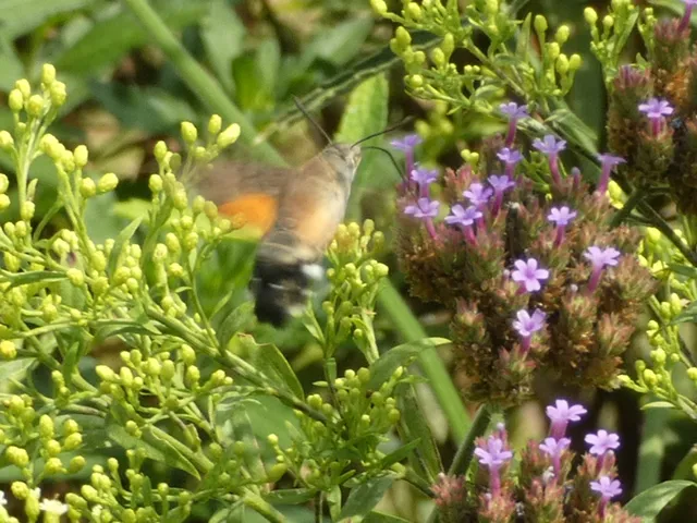Macroglossum stellatarum - kacsafarkú szender