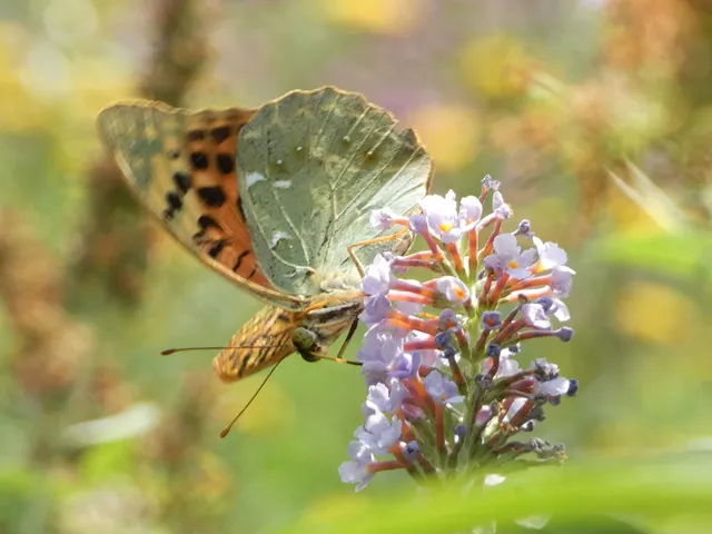 Argynnis pandora - zöldes gyöngyházlepke
