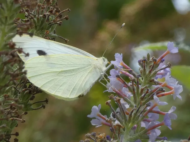 Pieris brassicae - káposztalepke