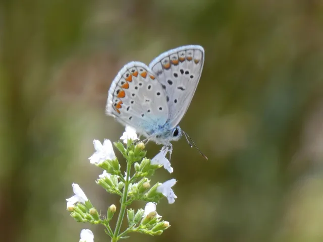 Polyommatus icarus - közönséges boglárka