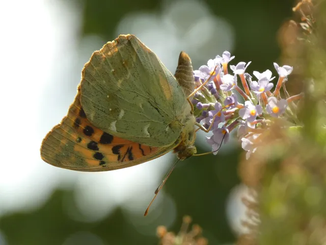 Argynnis pandora - zöldes gyöngyházlepke