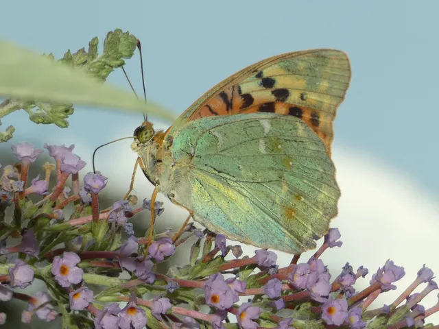 Argynnis pandora - zöldes gyöngyházlepke