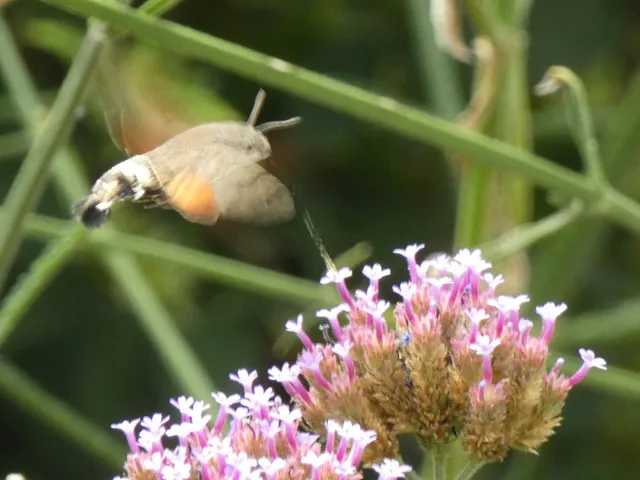 Macroglossum stellatarum - kacsafarkú szender