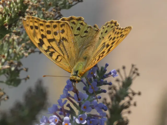 Argynnis pandora - zöldes gyöngyházlepke