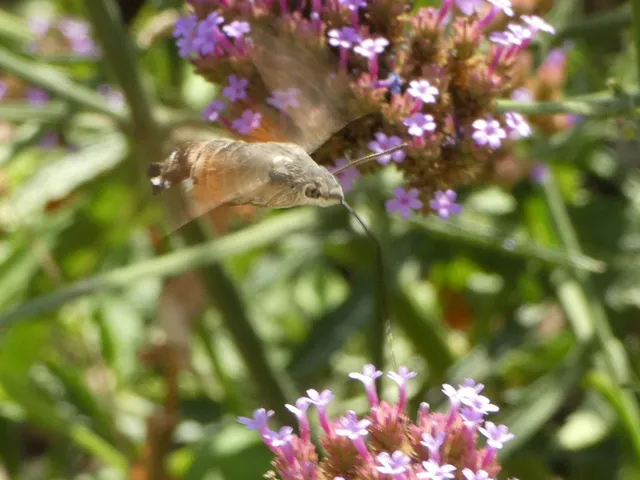 Macroglossum stellatarum - kacsafarkú szender
