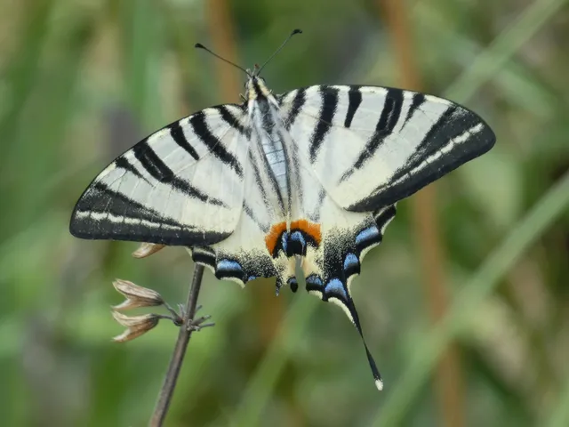 Iphiclides podalirius - kardoslepke