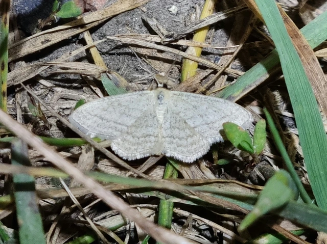 Scopula virgulata - vesszős sávosaraszoló