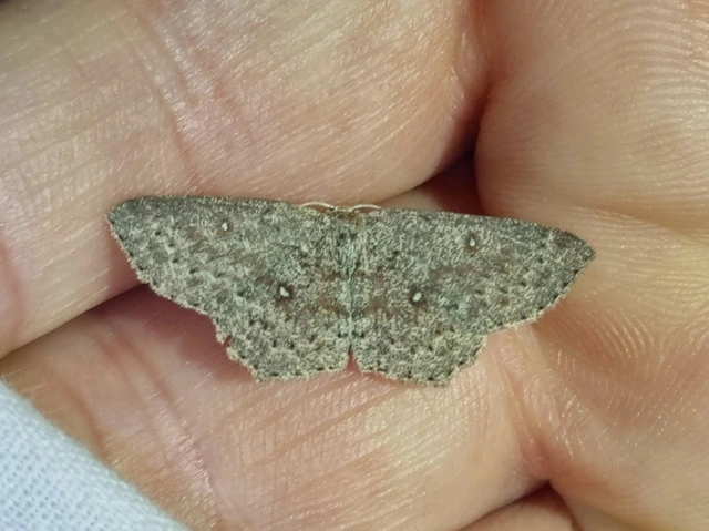 fűzfa-pettyesaraszoló - Cyclophora pendularia