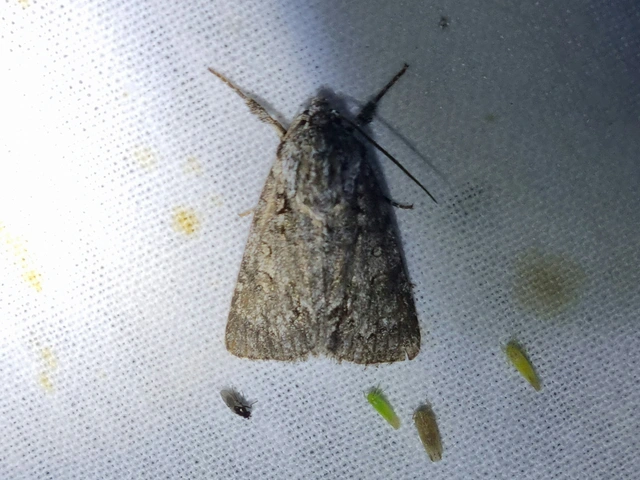 vadgesztenye-szigonyosbagoly - Acronicta aceris