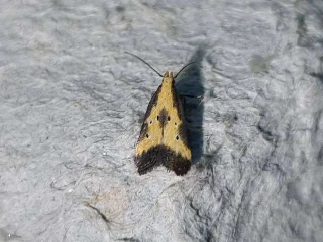 citromkocsord-lápimoly - Brachmia dimidiella