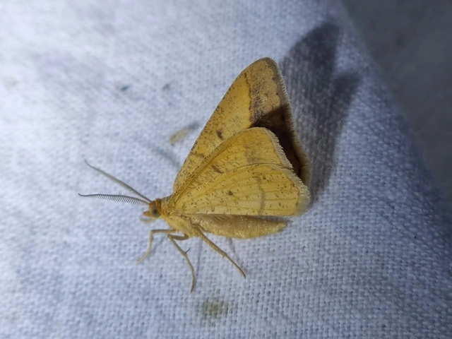 Tephrina arenacearia - lucerna-araszoló