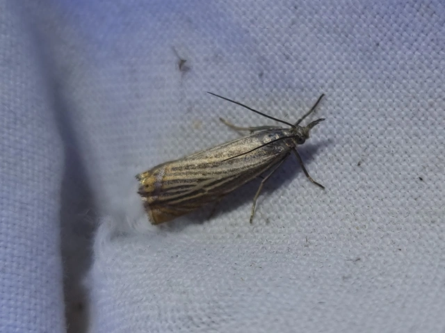 Chrysoteuchia culmella - kerti fűgyökérmoly