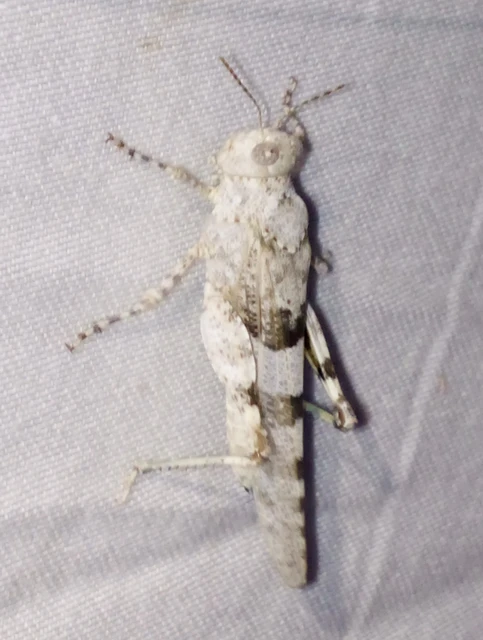 Oedipoda caerulescens - kékszárnyú sáska