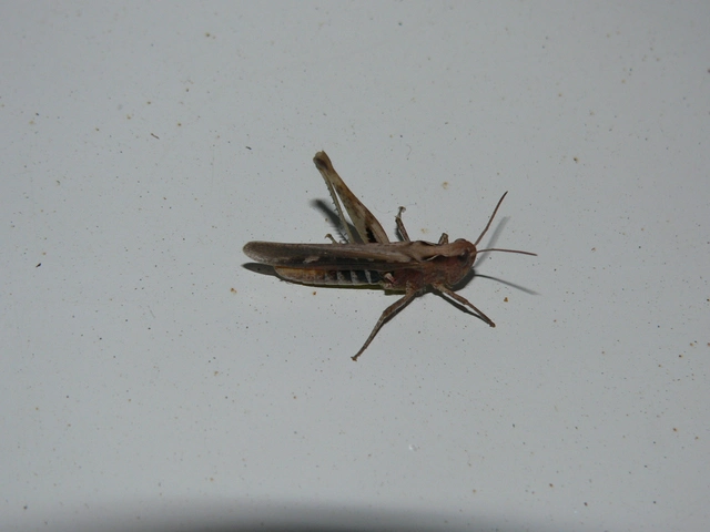 Chorthippus (Glyptobothrus) (subgenus)