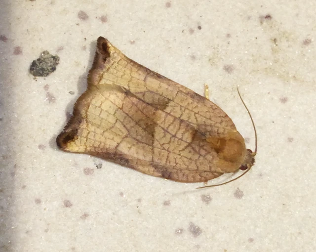 Archips podana - dudvarágó sodrómoly
