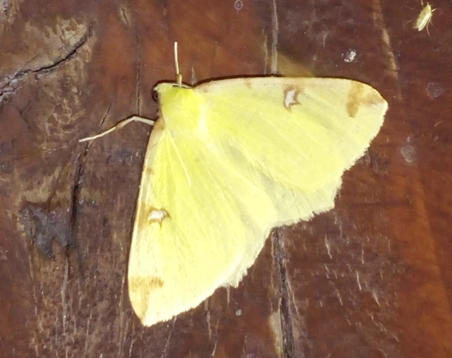 Opisthograptis luteolata - citromsárga araszoló