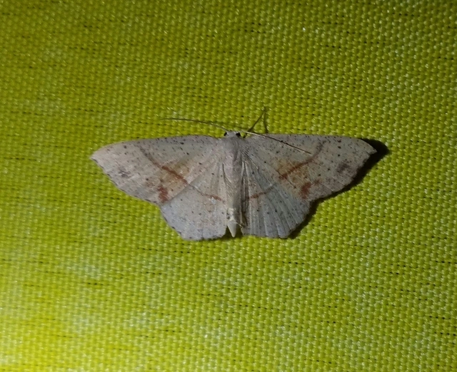 sávos pettyesaraszoló - Cyclophora punctaria