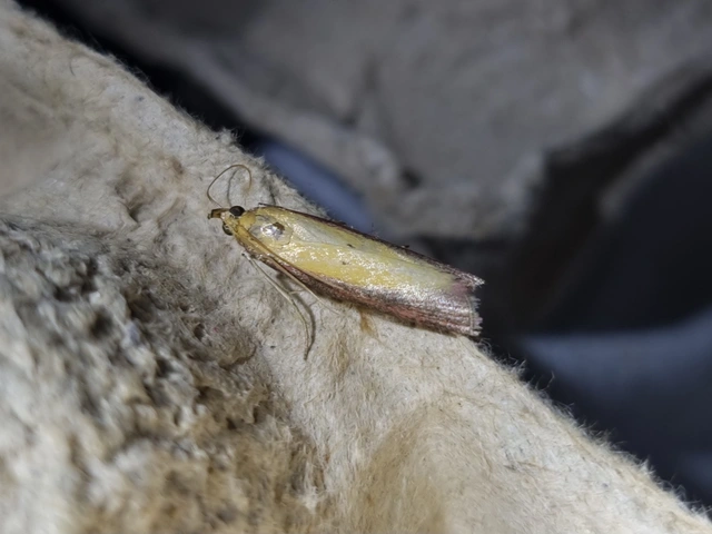 Oncocera semirubella - lucernamoly