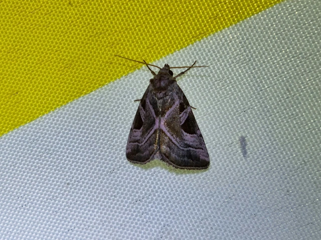 Eucarta virgo - mocsári ametisztbagoly