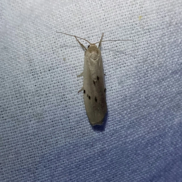 Pelosia muscerda - hamvas zuzmószövő
