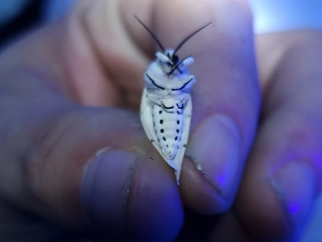 Spilosoma lubricipedum/urticae