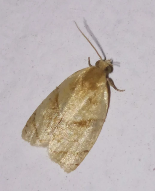 Clepsis rurinana - fakó sodrómoly