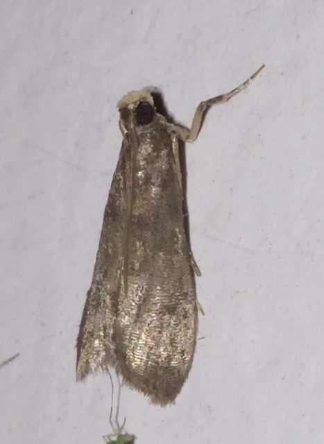 Eccopisa effractella - körtelevél-karcsúmoly