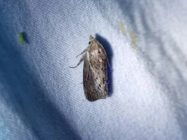 Galleria mellonella - nagy viaszmoly