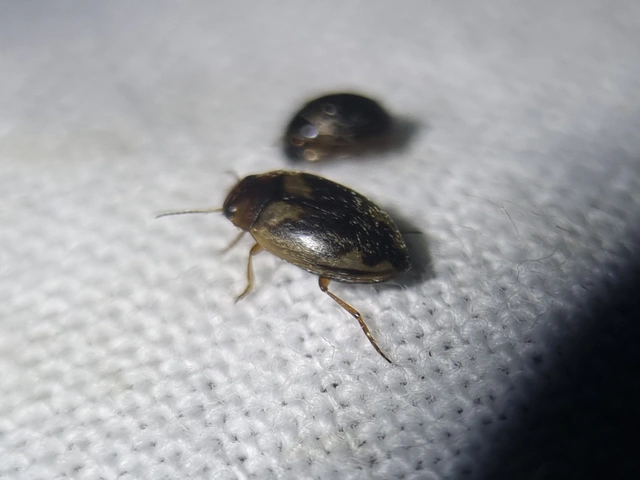Hydroporus palustris - mocsári kiscsíkbogár