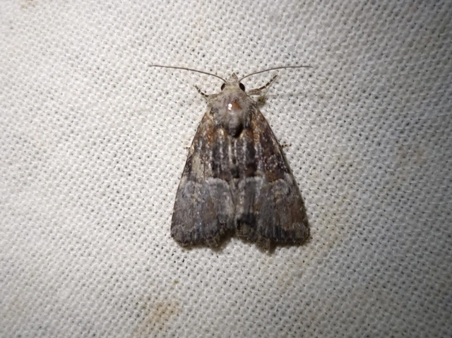 Mesoligia furuncula - kétszínű dudvabagoly Mesoligia furuncula - kétszínű dudvabagoly