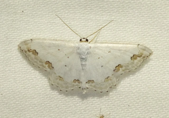 Scopula ornata - díszes fehéraraszoló