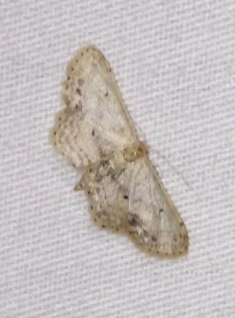 Idaea dimidiata - gyakori apróaraszoló