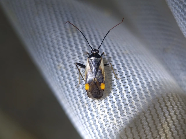 Adelphocoris seticornis - szegélyes mezeipoloska