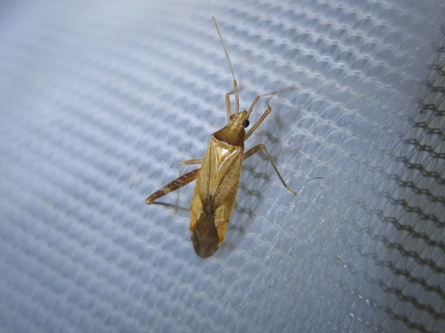 Phytocoris