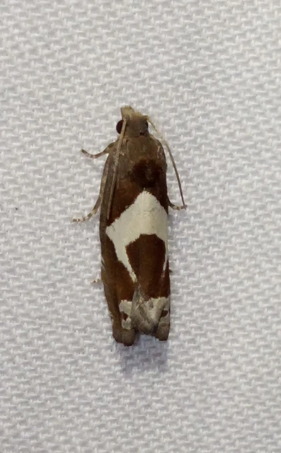 Epiblema foenella - kampósfoltú tükrösmoly