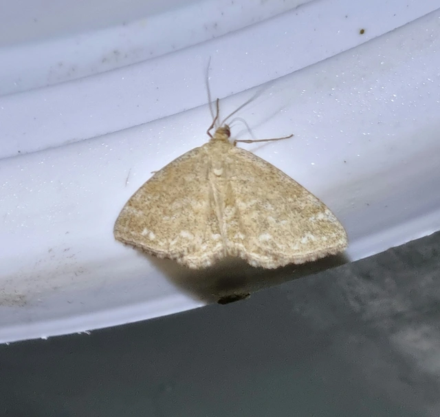 réti sávosaraszoló - Scopula immorata