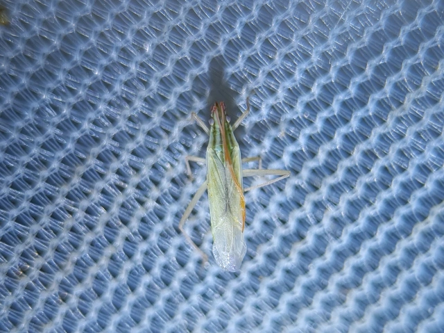 Trigonotylus pulchellus Trigonotylus pulchellus