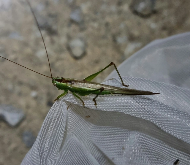 Conocephalus fuscus - kis kúpfejűszöcske