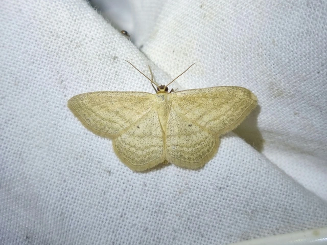 Scopula virgulata - vesszős sávosaraszoló