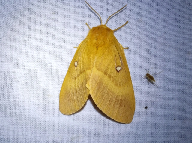 tölgyfaszövő - Lasiocampa quercus