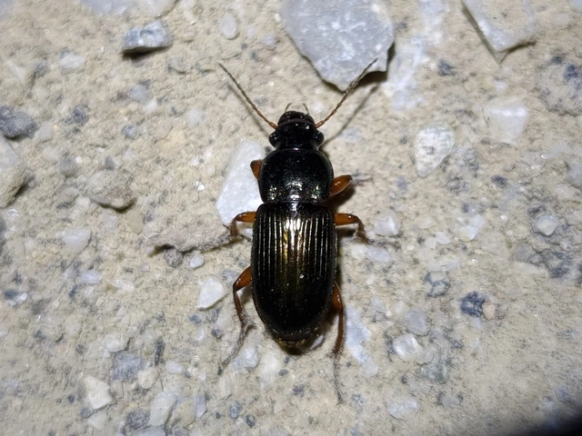 Harpalus affinis - szőrösszárnyú lomhafutó