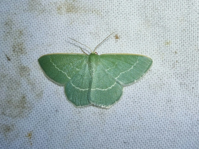 üdezöld araszoló - Chlorissa viridata