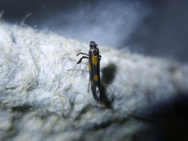 orbáncfű-keskenymoly - Euspilapteryx auroguttella