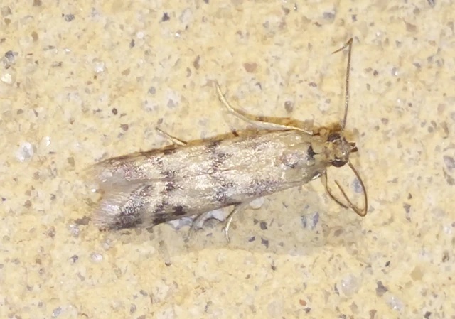 Homoeosoma sinuella - agyagsárga karcsúmoly
