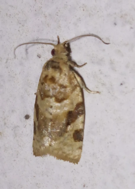 Argyrotaenia ljungiana - ékes sodrómoly