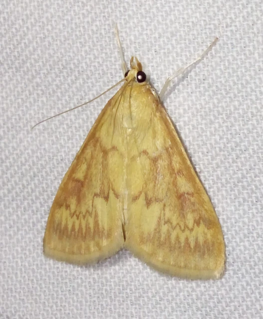 Ostrinia nubilalis - kukoricamoly